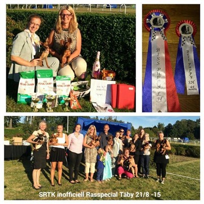 SRTK inoff rasspecial 21 augusti 2015 Täby Galopp