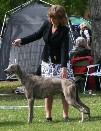 Telltale´s Bryana (Nala) Bt2 Österbybruk 2009